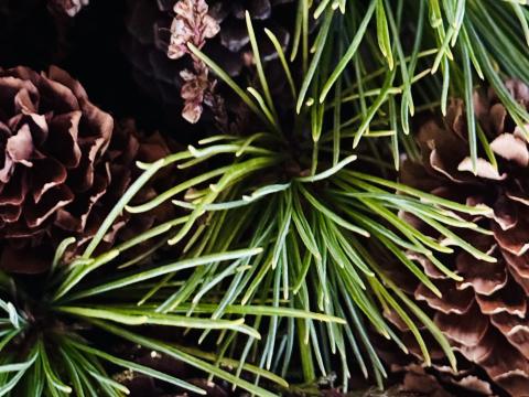 Jól greni og könglar