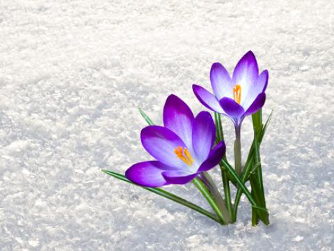 Krókus í snjó